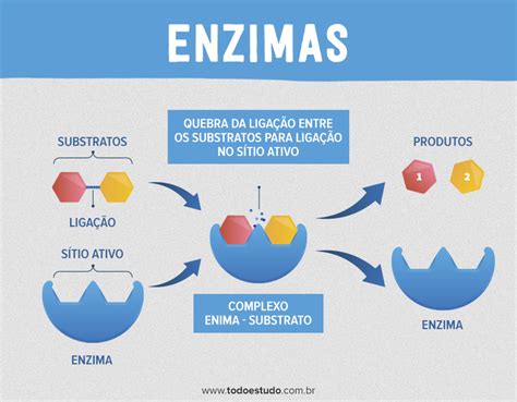 o que são enzimas